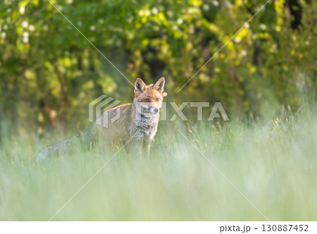 Young red fox is posing in the grass with green background. 130887452