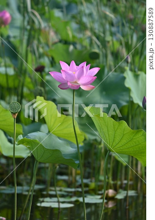蓮の花 蓮の花 130887589