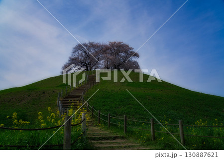 青空の下、菜の花と桜が織りなす、さきたま古墳公園の壮大な景色 130887621
