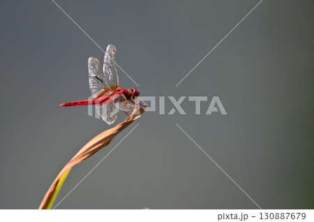 枝にとまる赤トンボ 130887679