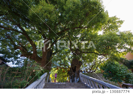 長崎原爆遺跡 山王神社 被爆クスノキ 長崎原爆遺跡 山王神社 被爆クスノキ 130887774