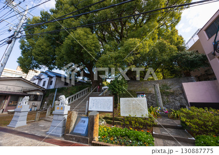 長崎原爆遺跡 山王神社 被爆クスノキ 長崎原爆遺跡 山王神社 被爆クスノキ 130887775