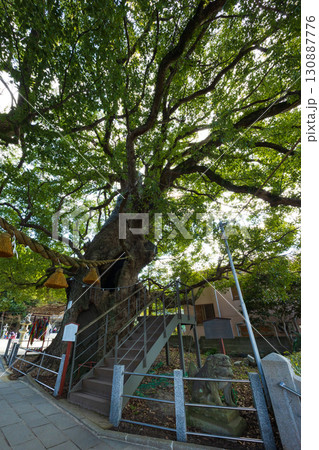長崎原爆遺跡 山王神社 被爆クスノキ 長崎原爆遺跡 山王神社 被爆クスノキ 130887776