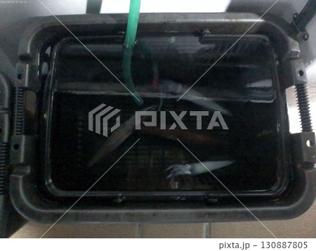 釣りたての新鮮なイカの釣果・8月 130887805