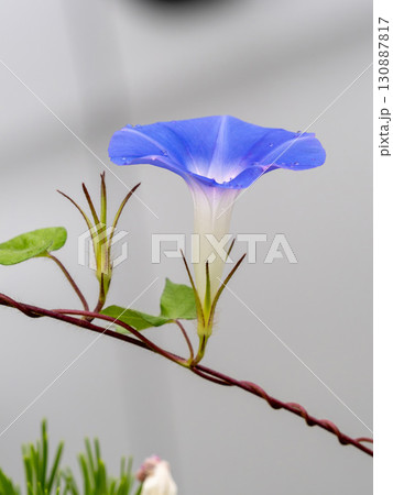 青いアメリカアサガオの花 130887817