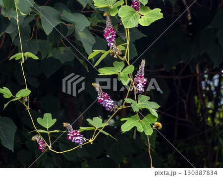 クズの花 クズの花 130887834