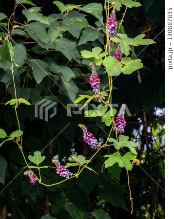 クズの花 130887835