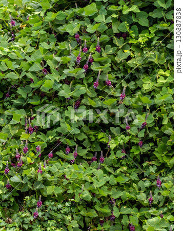 たくさん咲いているクズの花 130887838