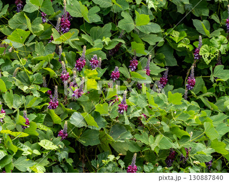 たくさん咲いているクズの花 130887840