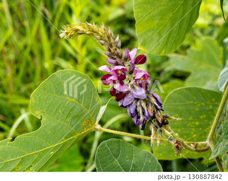 クズの花 130887842