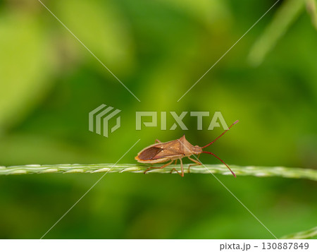 細い草にいるホソハリカメムシ 130887849