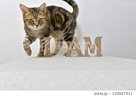 猫の一歩に込めた、私らしさの宣言 130887911