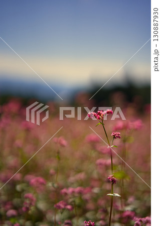 青空を背景に、可憐に咲く赤そばの花のクローズアップ 青空を背景に、可憐に咲く赤そばの花のクローズアップ 130887930