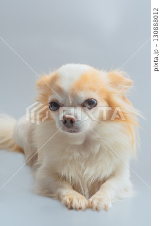 A small Chihuahua dog lies on a gray background. A small Chihuahua dog lies on a gray background. 130888012