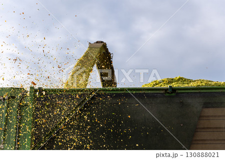 Modern forage harvester combiner harvesting silage maize corn tractor trailer corn field warm sunny autumn morning with overcast cloudy sky. Heavy agricultural machinery work. Livestock feeding corn Modern forage harvester combiner harvesting silage maize corn tractor trailer corn field warm sunny autumn morning with overcast cloudy sky. Heavy agricultural machinery work. Livestock feeding corn 130888021