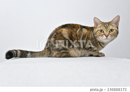 好奇心を宿す猫、アメリカンショートヘアの美しい毛並みと視線 好奇心を宿す猫、アメリカンショートヘアの美しい毛並みと視線 130888172