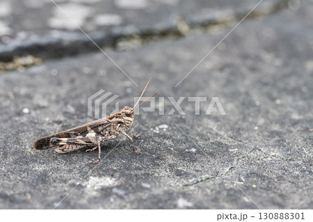 クルマバッタモドキ（褐色型） 130888301