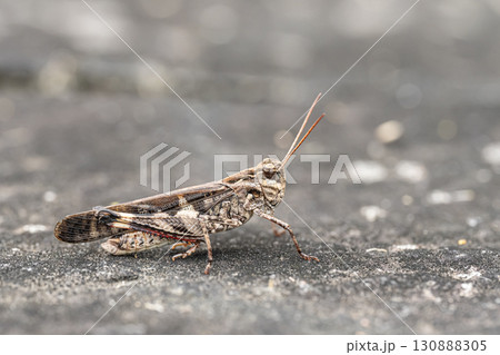 クルマバッタモドキ（褐色型） 130888305