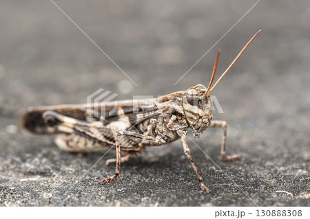 クルマバッタモドキ（褐色型） 130888308