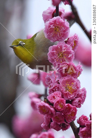 満開の紅梅にメジロ （ 春イメージ ）（ ほのぼのイメージ ） 130888687
