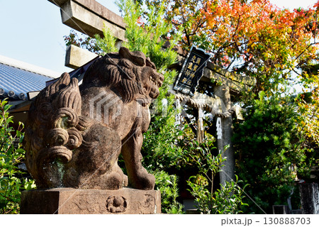 京都 須賀神社の秋 京都 須賀神社の秋 130888703
