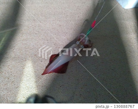 船上に横たわる釣りたてのイカ・8月 船上に横たわる釣りたてのイカ・8月 130888767