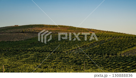 Vineyard rows on sunny slope 130888836