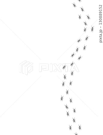 Ant trail. Walking group of black insects. Line of worker ants marching in search of food. Curve footpath of home pest isolated on transparent background. Vector 130889152