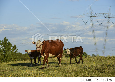 Cattle raising  with natural pastures in Pampas countryside, La Pampa Province,Patagonia, Argentina. 130889170