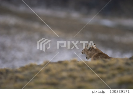 Puma walking in mountain environment, Torres del Paine National Park, Patagonia, Chile. Puma walking in mountain environment, Torres del Paine National Park, Patagonia, Chile. 130889171