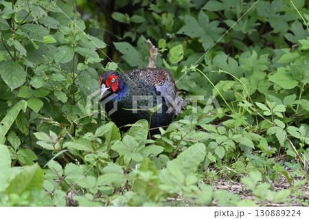 キジ　（オス） 130889224