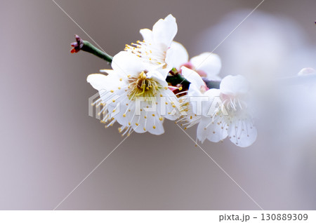 白梅香る春 130889309