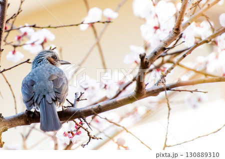 白梅とヒヨドリ 130889310