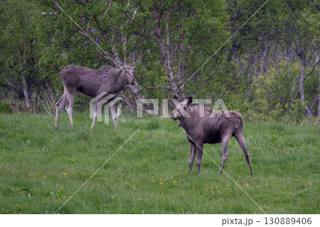 Group Of Moose Grazing On Natural Pasture On Andoya Island Of Lofoten In Norway 130889406