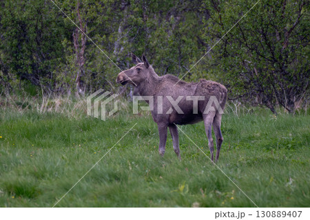 Single Moose Grazes On Natural Pasture On Andoya Island Of Lofoten In Norway 130889407