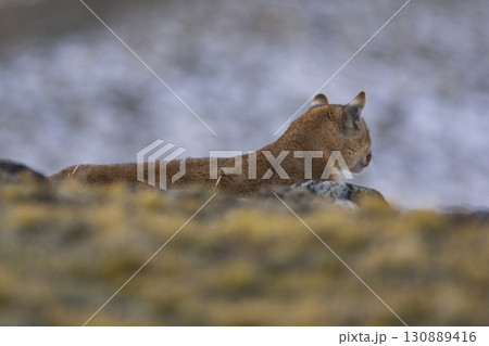 Puma walking in mountain environment, Torres del Paine National Park, Patagonia, Chile. 130889416