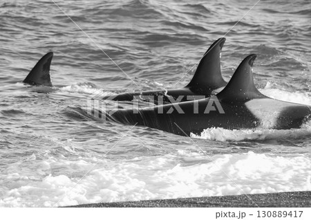 Killer whale hunting sea lions on the paragonian coast, Patagonia, Argentina Killer whale hunting sea lions on the paragonian coast, Patagonia, Argentina 130889417