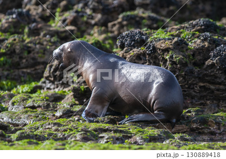 Sea Lion baby, Peninsula Valdes, Unesco World Heritage Site,Patagonia, Argentina 130889418