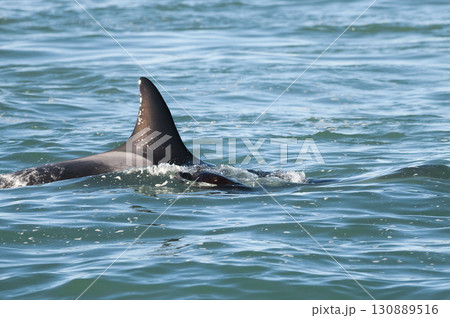 Killer whale hunting sea lions on the paragonian coast, Patagonia, Argentina 130889516