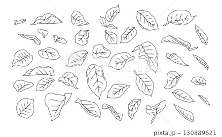 Hand drawn black and white line art rose leaves set isolated clip art 130889621