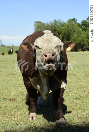 Cattle raising  with natural pastures in Pampas countryside, La Pampa Province,Patagonia, Argentina. 130889795