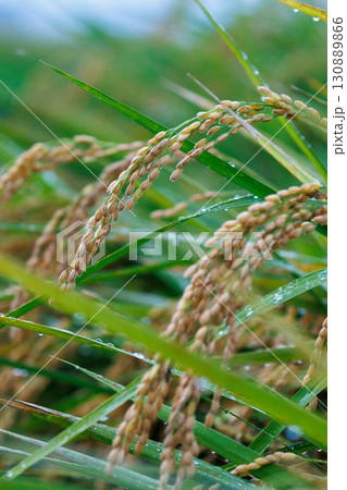 雨に濡れた実った稲穂 130889866