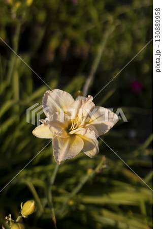 Beautiful cream (beige) daylily with water drops after rain in the garden against the background of green leaves. Garden plants, the beauty of nature. Selective focus, close-up. Beautiful cream (beige) daylily with water drops after rain in the garden against the background of green leaves. Garden plants, the beauty of nature. Selective focus, close-up. 130889958