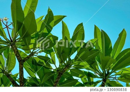 Green leaves under a clear blue sky evoke a feeling of fresh air and natural beauty, ideal for themes of summer, vacation, and ecological concepts in serene environments 130890838