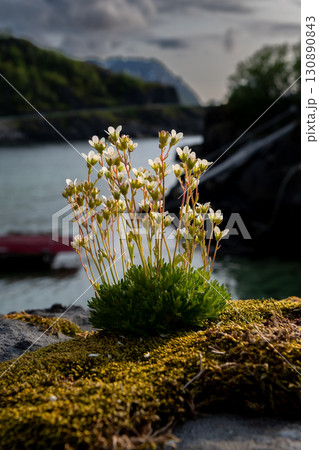 Tiny Plant With White Blossoms On Mossy Stone At A Fjord Coast In Norway Tiny Plant With White Blossoms On Mossy Stone At A Fjord Coast In Norway 130890843