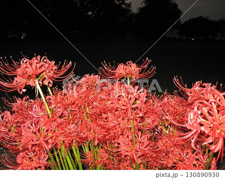 江田館跡で曼珠沙華(2012.10.11) 幽玄の夜の世界 季節はもう秋の日 朱色が輝いている 江田館跡で曼珠沙華(2012.10.11) 幽玄の夜の世界 季節はもう秋の日 朱色が輝いている 130890930
