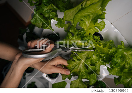 Process cutting fresh lettuce leaves with scissors from vertical hydroponic garden, representing innovative sustainable farming method and urban agriculture technology. Concept of indoor farming. 130890963
