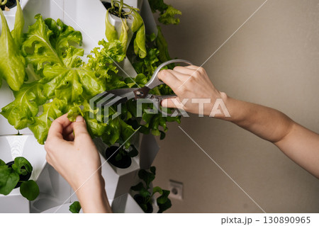 Close-up hands of urban farmer female using scissors, harvesting fresh lettuce leaves from vertical hydroponic farming system, showcasing sustainable agriculture and modern farming techniques. 130890965