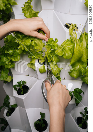 Vegetarian female hands using scissors, harvesting fresh lettuce growing in modern vertical hydroponic farm, showcasing sustainable agriculture and innovative food production techniques. Vegetarian female hands using scissors, harvesting fresh lettuce growing in modern vertical hydroponic farm, showcasing sustainable agriculture and innovative food production techniques. 130890980
