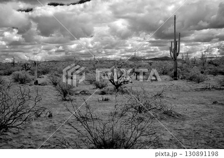 Black and White Sonoran Desert Arizona 130891198